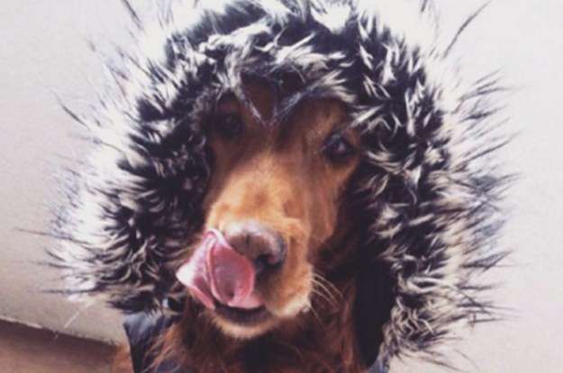 An Adorable Animals Advent Calendar: December 4 An Adorable Animals Advent Calendar: December 4