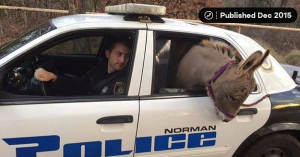 "Squishy" The Wayward Donkey That Rode In A Police Car Is Back Home