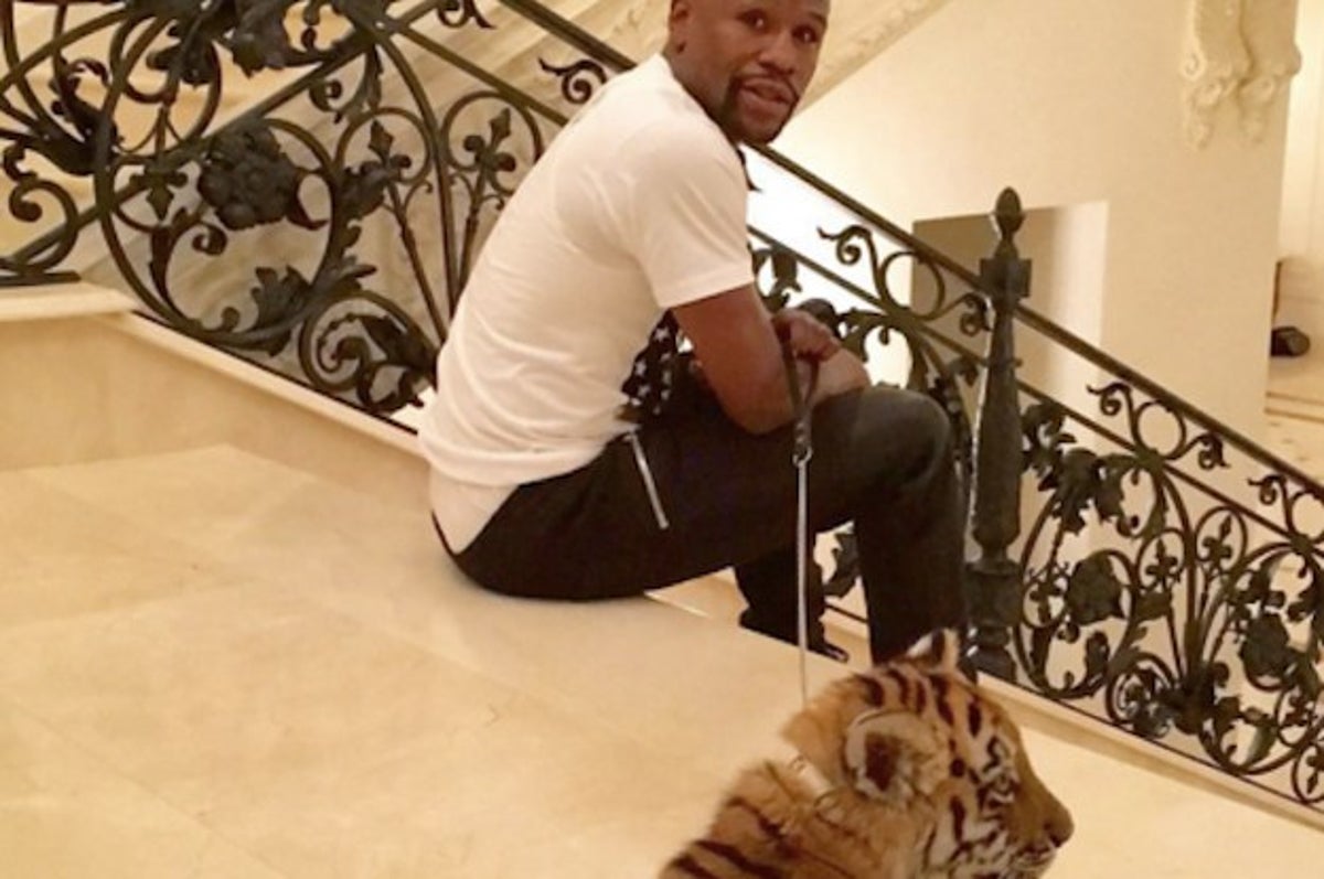 Floyd Mayweather Got A Tiger As A Christmas Gift