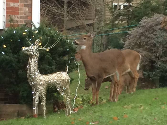 This Photo Of A Real Deer Posing Next To A Fake Reindeer Is Too Adorable