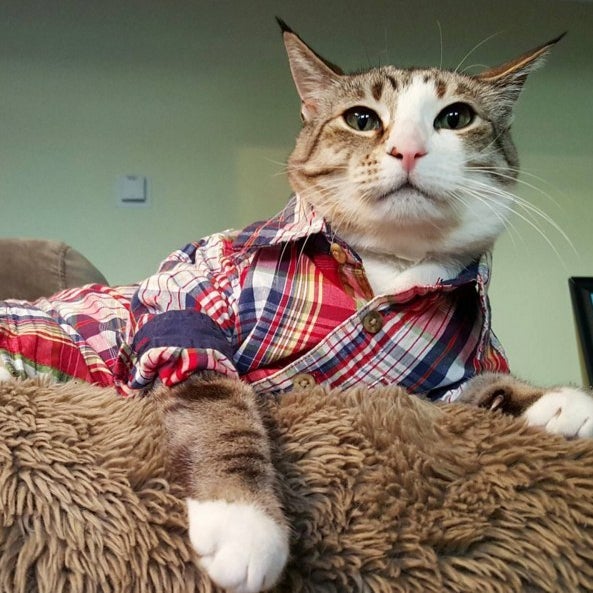 17 Lessons Cats Taught Us About Menswear