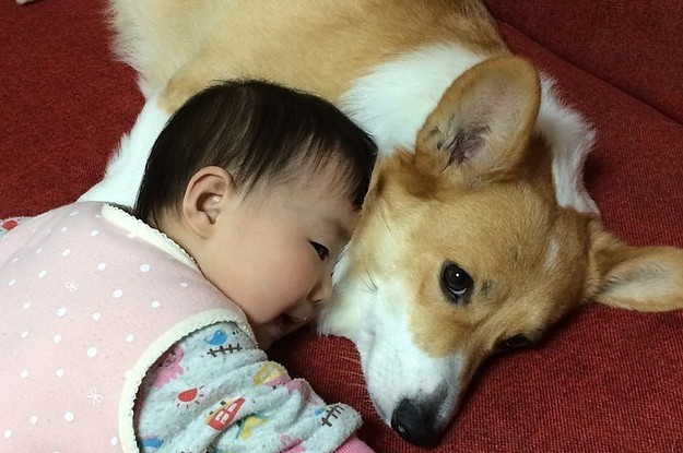 corgi and baby