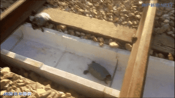 Japan Has Built Special Tunnels To Stop Turtles Getting Hurt