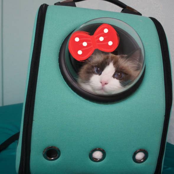 Genius Cat-Pack Lets Your Pet Travel Like A Little Astronaut - The