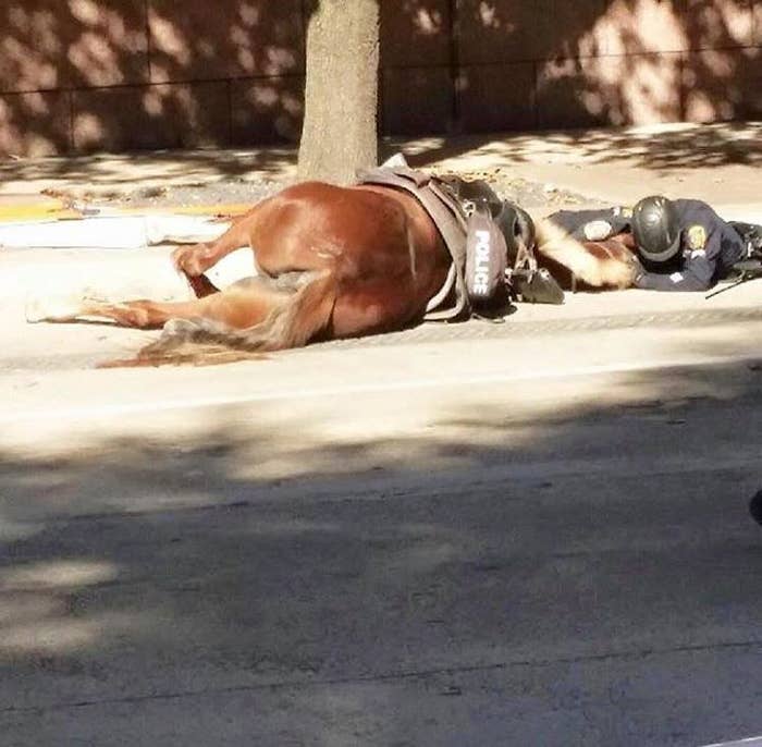 This Heartbreaking Photo Captures A Cop Comforting His Dying Horse