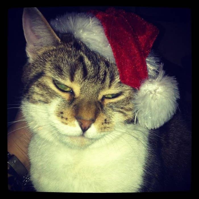 22 Cats Who Hate Christmas As Much As You Do