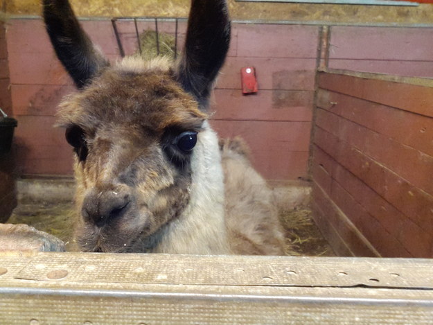 Cuteness: 😍 😍 😍 😍 😍 😍Tell me you didn't fall in love with those doey eyes. You can't. Because you did.Influence: 🔥 🔥 🔥 🔥 🔥Lousie got an entire (albeit small) town, including the local CBC station, invested in her safe return. That's power.