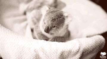 A newborn koala lies in a makeshift bed and looks around