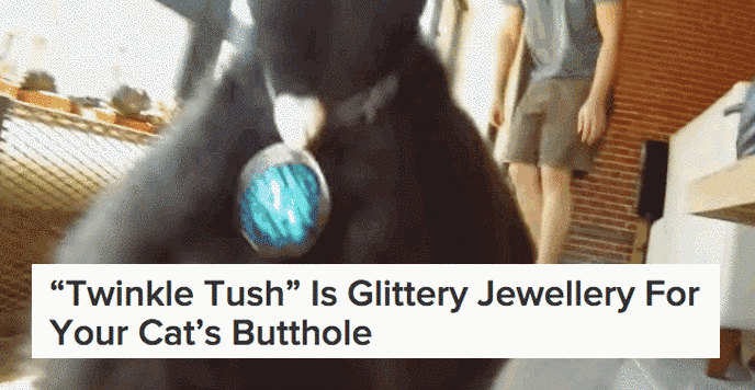 Because apparently 2015 was the year of mildly abusing our pets.