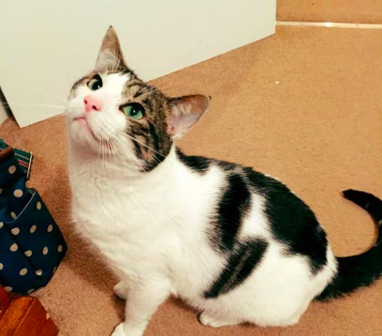 This Woman Shared A Hilarious Story About Her Cat #39 s Advent Calendar