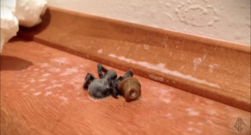 Spider has a nasty parasite!