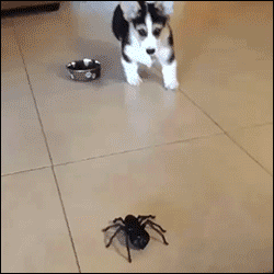 Puppy vs. spider!