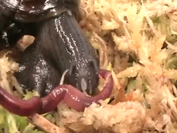 Snail sucks up worm!
