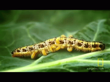 Caterpillar hosting parasite party!