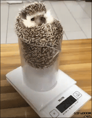 Hedgehog weighs in!
