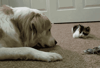 Booping Mr. Dog!
