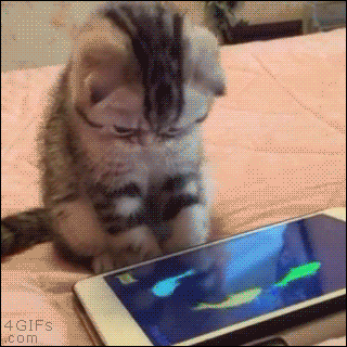 Kitten vs. virtual fish!