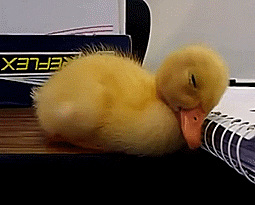 Duckling nods off!