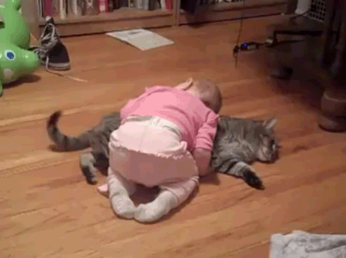 Cat pillow!