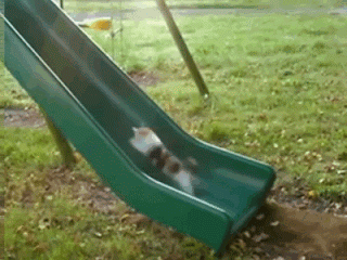 Cat vs. slide!