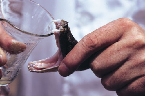 Snake Milker