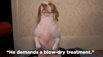 My labradoodle will fight his way into the bathroom in the morning to be blow-dried. I have to let him in, otherwise he whines like he's been set on fire. Then he demands a blow-dry treatment. He freaking LOVES it.--Kelsey Worstell, Facebook