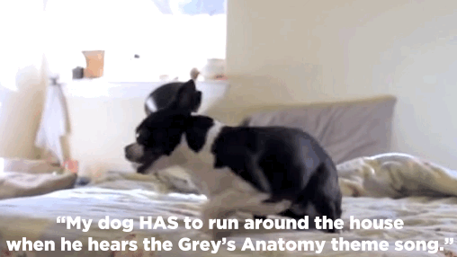 My dog HAS to run around the house every time he hears the Grey's Anatomy theme song. He will wake up from the dead of sleep, stop eating, drop whatever he is chewing on, just to run around in circles to that song. I still have no idea why.--Heather Carter, Facebook