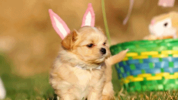 Play with her! But take those ridiculous ears off first, for goodness' sake.