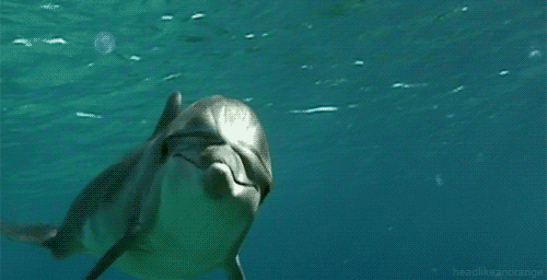 Dolphin