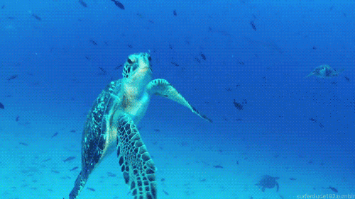 Sea Turtle
