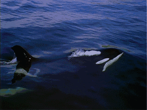 Killer Whale
