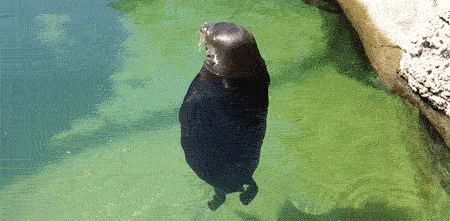 Sea Lion