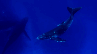 Humpback Whale