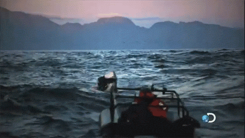 Great White Shark