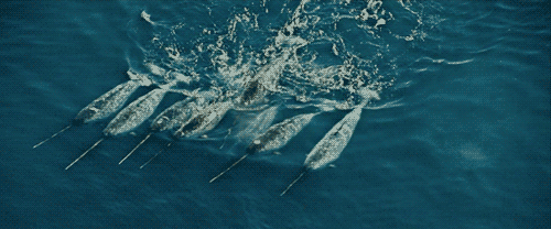 Narwhal
