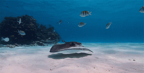 Stingray