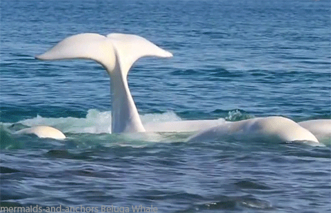 Beluga Whale