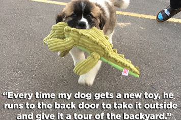 22 Really Weird Things Dogs Actually Do