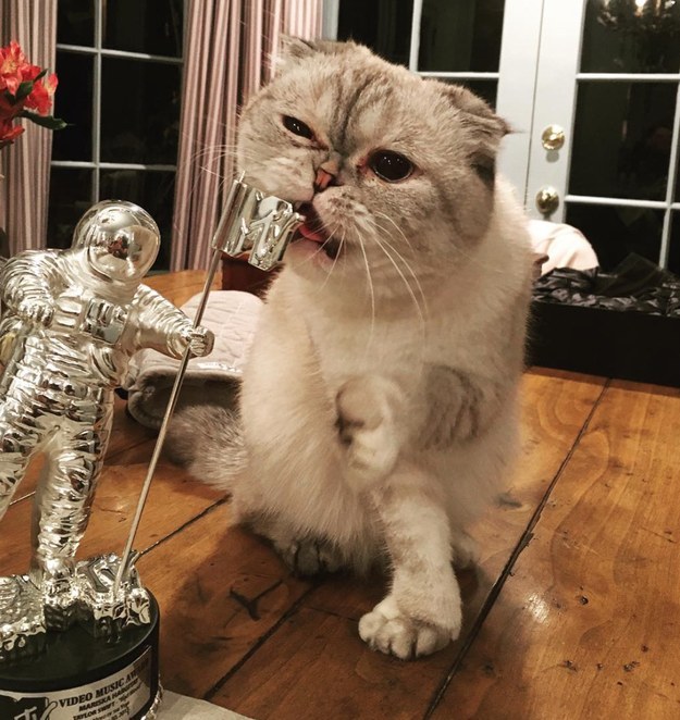 Taylor Swift's cat, Olivia!