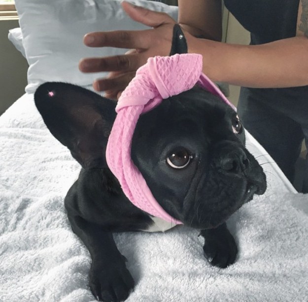 Lady Gaga's dog, Asia!
