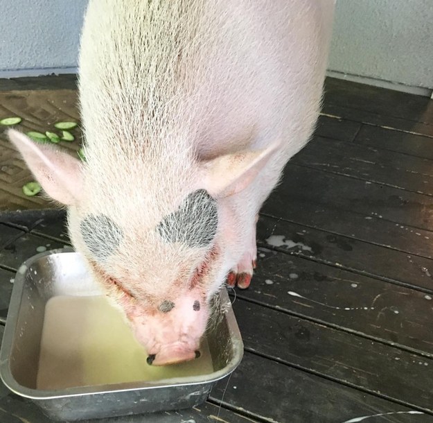 Miley Cyrus' pig, Bubba Sue!