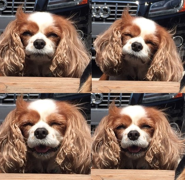 Julianne Hough's dog, Lexi!