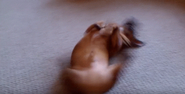 "Why. Aren't. You. Petting. Me?"