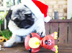 Pug