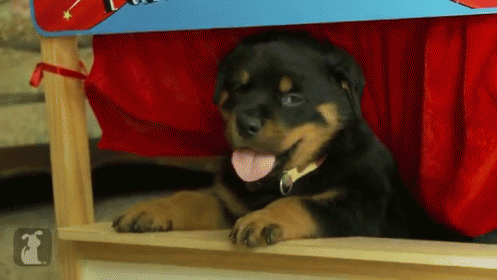 Rottweiler
