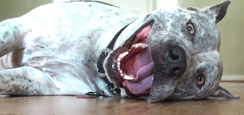 Pit Bull