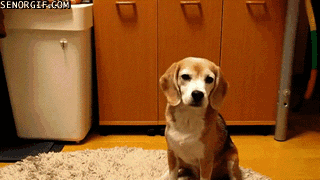 Beagle
