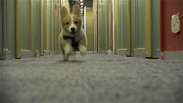 Corgi