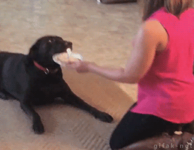 Labrador