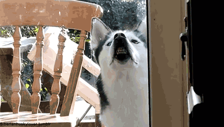 Husky